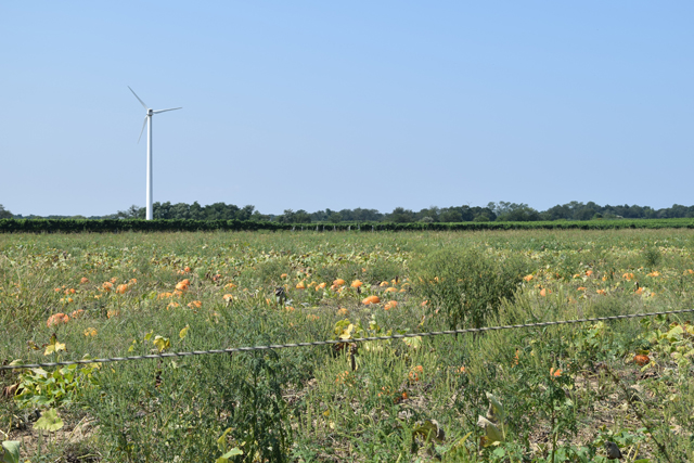 Pumpkins grown for Krupski's Farm. (Credit: Vera Chinese)