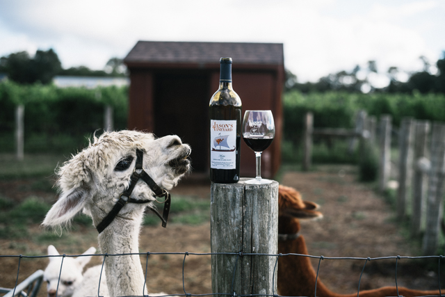 A Family of alpacas at Jason's Vineyard in Jamesport. (Credit: David Benthal)