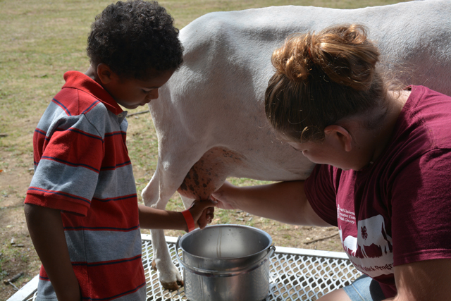 V.J. Edwards, 8, of Greenport gets a lesson in goat milking