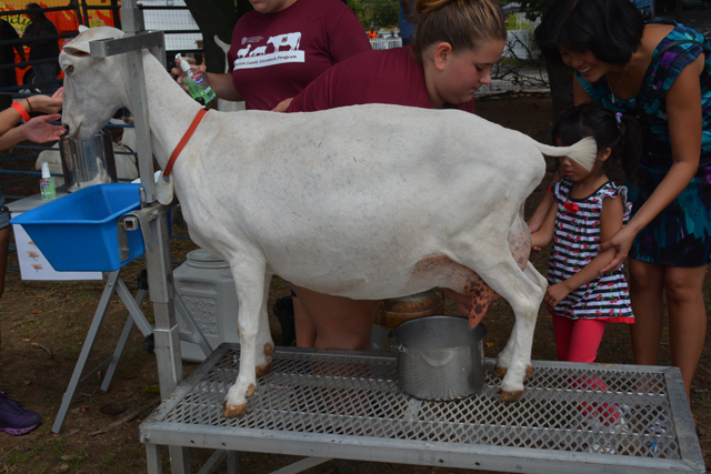 Everbody gets a turn at the goat milking station