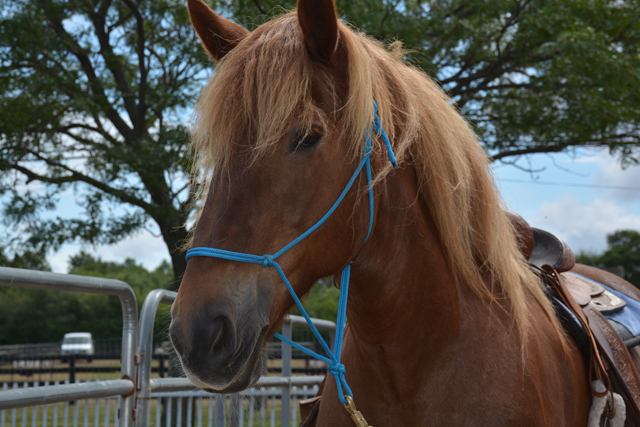 'Janet' was just one of the beautiful rescue horses on display from North Shore Horse Rescue