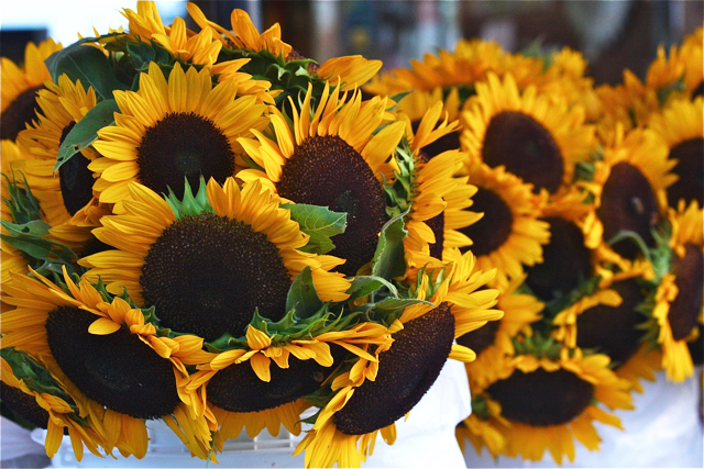 Bouquets of hybrid sunflowers sell for $14.99 a bunch and last a while.