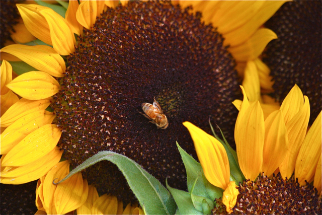 A bee lands on a sunflower.