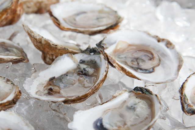 Harvest Moon oysters pulled from the bay this morning.