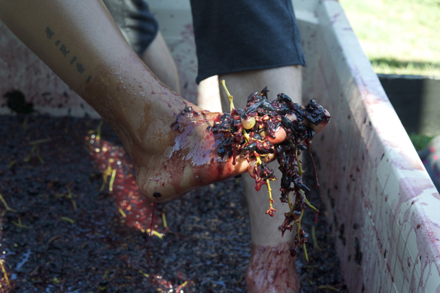 Diamond Holmes of Whitestone, Queens and Boris Paghiev of Weehawken, N.J. lift some merloy grapes with their feet.