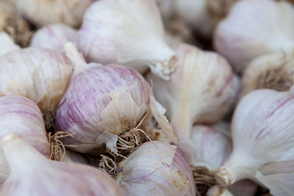 garlic_ss_05