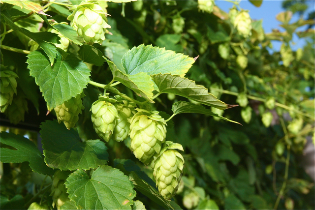 hops1
