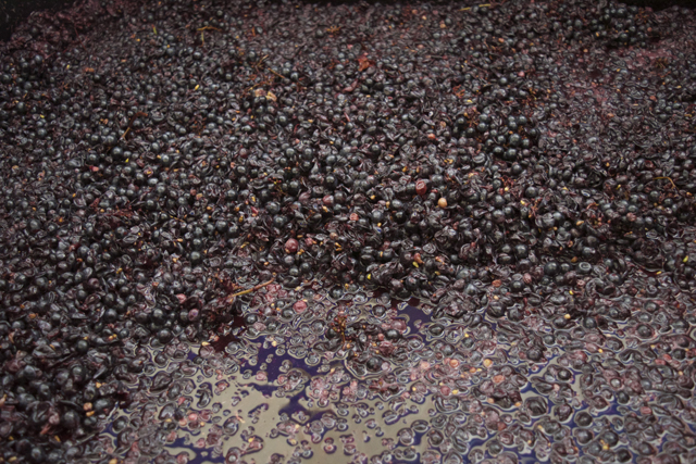 Fermenting Lagrien grapes at Southold Farm and Cellar's makeshift winemaking facility. (Credit: Vera Chinese)