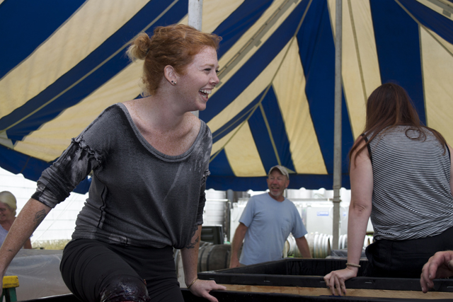 North Fork Roasting Co. co-owner Jess Dunne stomps on a tub of lagrien. (Credit: Vera Chinese)