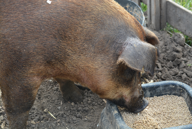 Priscilla the Pig taking a break from motherhood (Credit: Monique Singh-Roy)