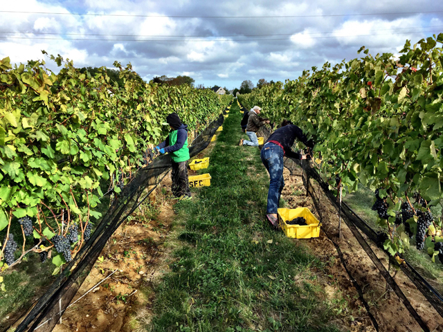 The 2015 teroldego harvest at Southold Farm and Cellar. (Credit: Lenn Thompson)