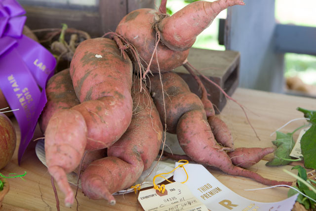 The "Most Unique Vegetable" award went to Ty Llwyd Farm in Riverhead.