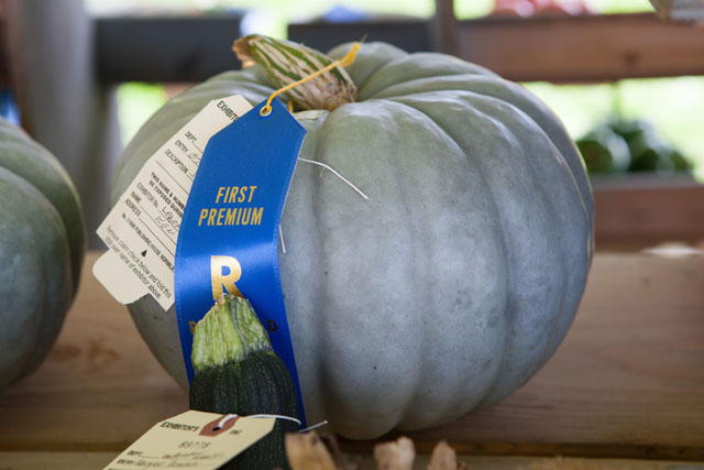 Prize winning blue pumpkin.