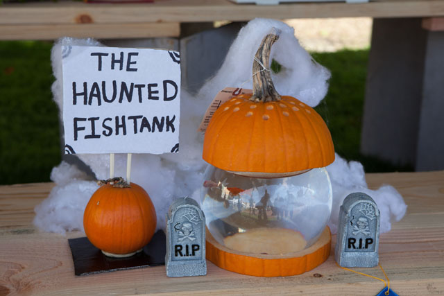 Haunted fishtank pumpkin with real goldfish swimming inside.