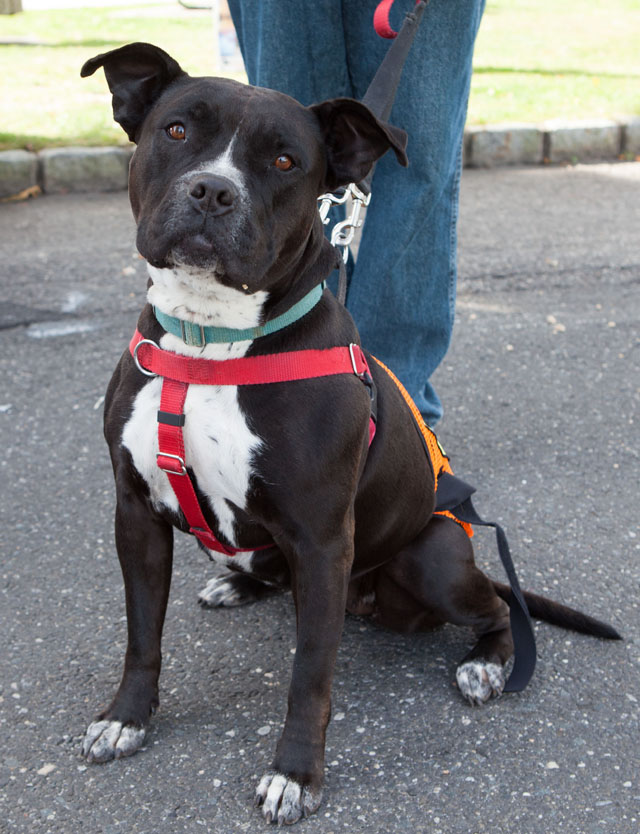 Sasha from the North Fork Animal Welfare League hopes to be adopted.