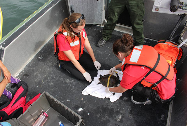 Foundation volunteers attend to a juvenile Atlantic green sea turtle that became entrapped in netting. (Credit: The Riverhead Foundation for Marine Research and Preservation)