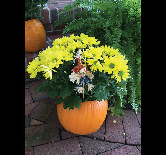 Nearly anyone can make a pumpkin and mums floral arrangement like the one shown here. (Credit: Rachel Young)