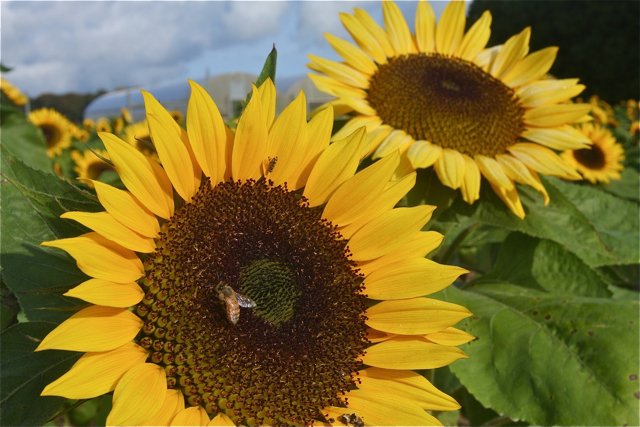 A field of late blooming sunflowers at Andrews Family Farm on Sound Avenue in Wading River.