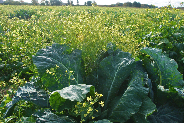 Collard greens and flowering mustard in Wading River.
