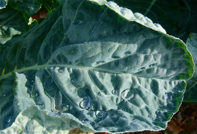 A field of collard greens in Calverton.