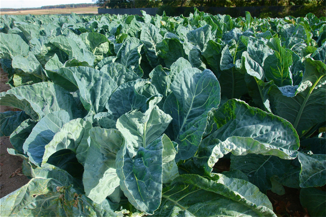 A field of collard greens in Calverton.