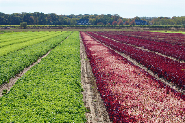 A field of red and green lettuce on Main Road in Peconic.