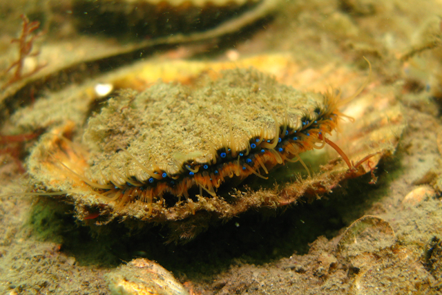 A scallop in hiding.