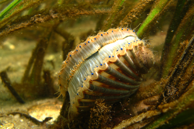 scallop2