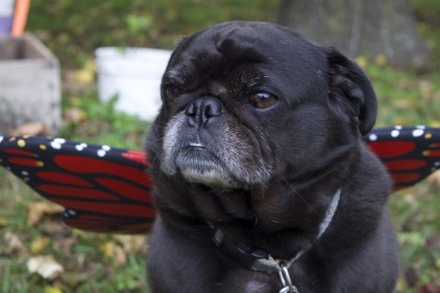 Coffee Pot Cellars mascot Beasley attended the harvest party in costume.