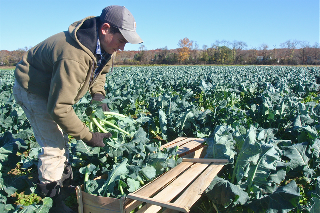 Justin packs broccoli in a crate to take to market. he usually packs 12 to15 heads in a case.