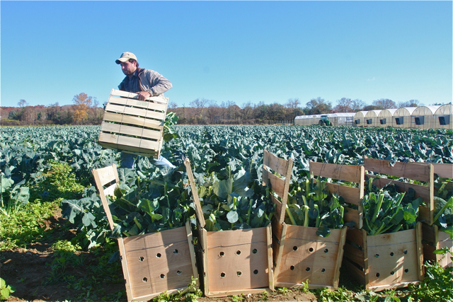 Will and Justin packed several cases of broccoli Friday morning.