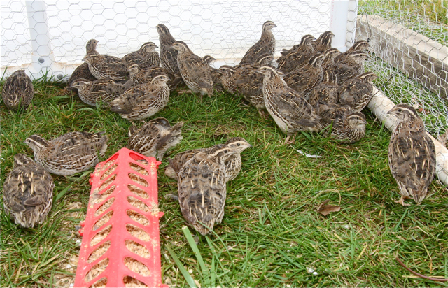 The six-week-old roos in their moveable pen, also known as a quail tractor.