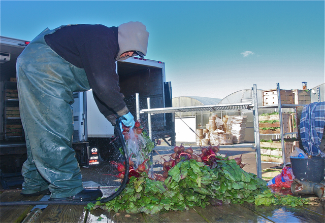 Farm worker Marco Hernando cleans the recently picked beets for the markets.