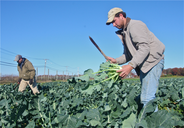Justin (left) and Will cut broccoli in the field with a machete. They say the need to sharpen them twice a day.
