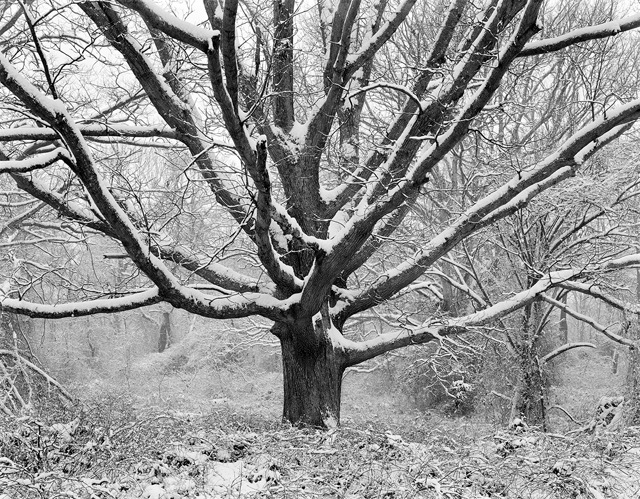 Family Tree In Winter by Daniel Jones.