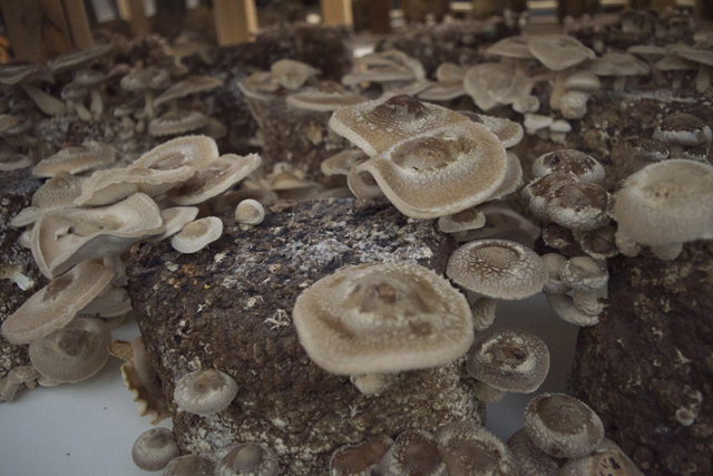 Shittake mushrooms grown at East End Mushroom Co. in Cutchogue. (Credit: Vera Chinese)