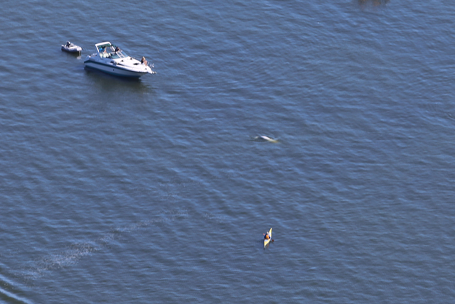 An aerial view of the beluga whales spotted off the north shore of Long Island. (Credit: Riverhead Foundation for Marine Preservation and Research, courtesy)