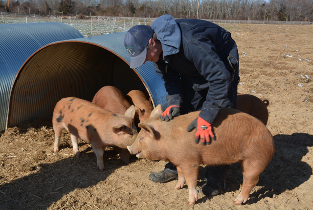 Hart petting his pigs as they come out to greet him (Credit: Monique Singh-Roy)