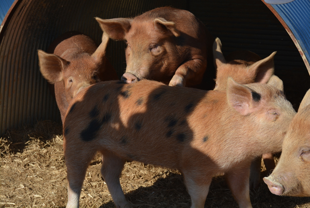 Some of the pigs have features from both the red Tamworth and the spotted Gloucestershire Old Spots (Credit: Monique Singh-Roy)