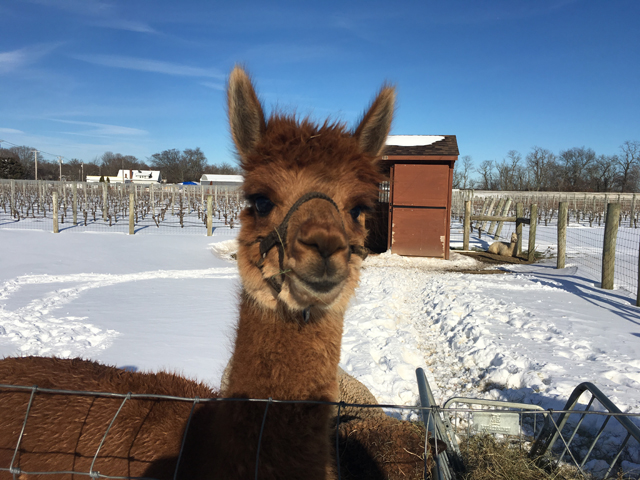 An alpaca enjoys the snow day at Jason's Vineyard in Jamesport.