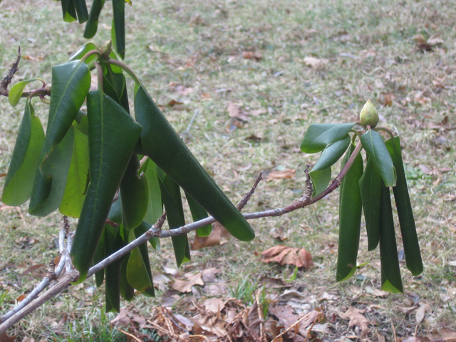 Rhododendron leaves.