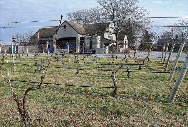 Palmer Vineyard and winery on Sound Avenue in Aquebogue. (Credit: Barbaraellen Koch)