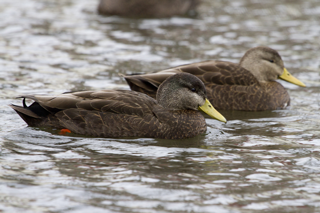 American black ducks.