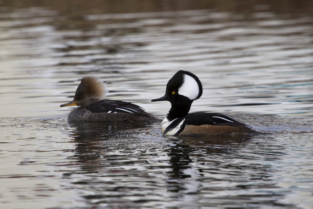 A hooded mergansers drake and hen.
