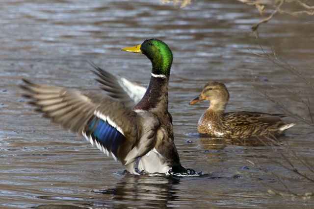 A mallard hen and drake.