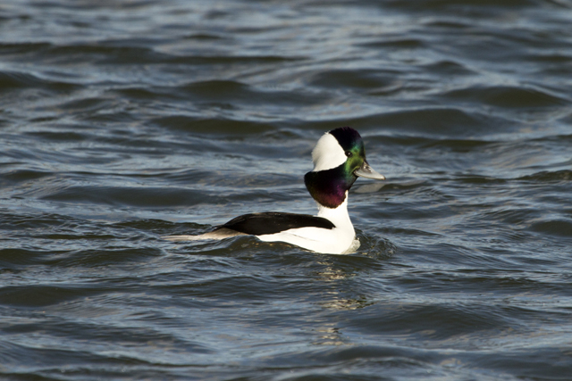 A bufflehead drake.