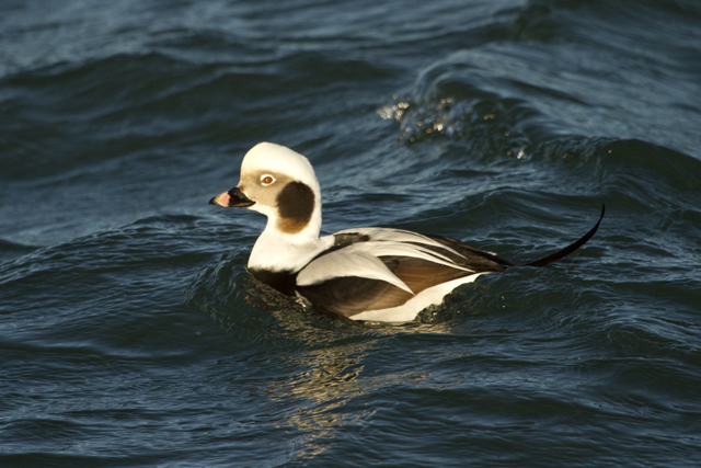 A long tailed duck a.k.a. as an oldsquaw.