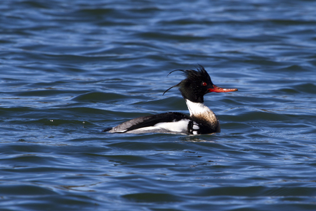 A red breasted merganser drake.