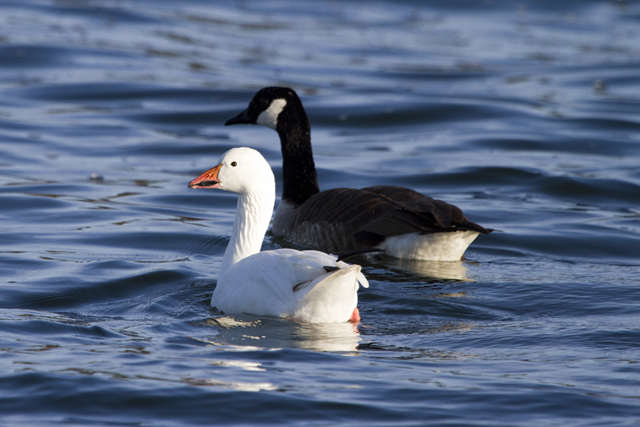 A snow goos with a Canada goose.