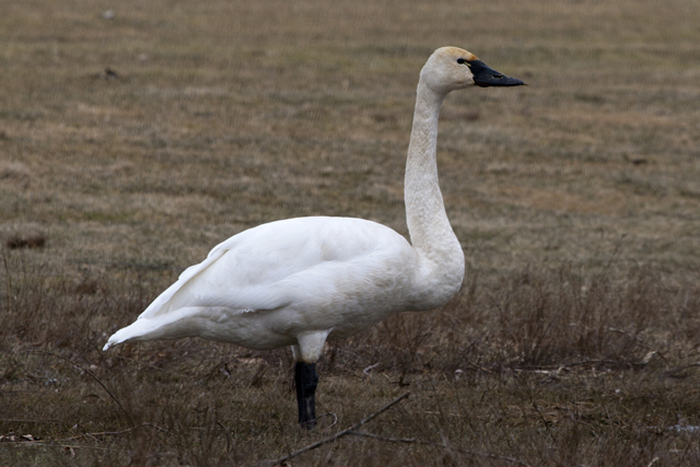 A tundra swan.